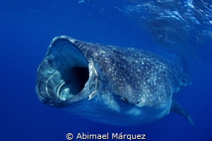 Whaleshark by Abimael Márquez 